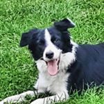 Profile Picture of Casey Adair (@caseythebordercollie) on Instagram