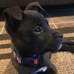 Profile Picture of Stella and Luna Corbett (@stellaandlunathedogs) on Instagram