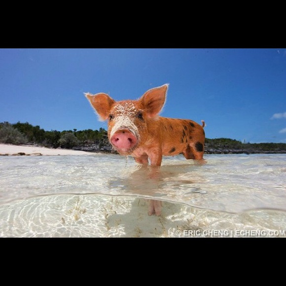 Profile Picture of Tayler Bosio (@taybosio) on Poshmark