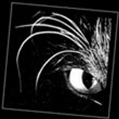 Profile Picture of David Bachmann (@DavidEWebb70) on Twitter