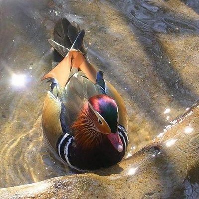 Profile Picture of Fran Purcell-Abbott (@fpurcellabbott) on Twitter