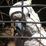 Profile Picture of Vince Tracy (@rockrupert) on Twitter