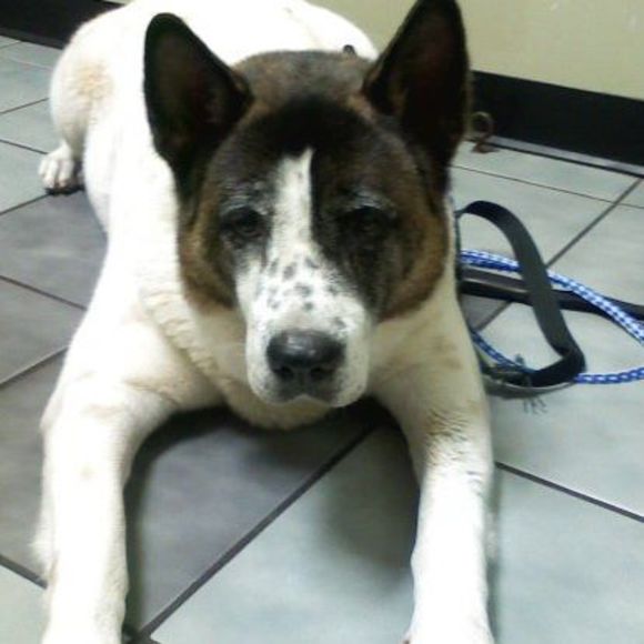 Profile Picture of Gail Tamura (@gailt85) on Poshmark