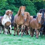Profile Picture of Reitzentrum Hausruckhof (@reitzentrumhausruckhof) on Instagram