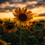 Profile Picture of Brookelynn Mcdavid (@mcdavidbrookelynn) on Instagram