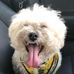 Profile Picture of Chubbs Stempski (@possessed_teddy_bear) on Instagram