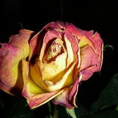 Davis - Twitter Profile Picture of Davis (@4everloveJuliet) on Twitter