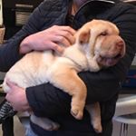 Profile Picture of Oscar (@oscar_sharpei_dog) on Instagram