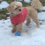 Profile Picture of Janet MacKinnon (@dunedinfarm) on Instagram