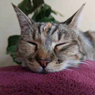 Profile Picture of Erin Soderberg (@esoderberg) on Twitter