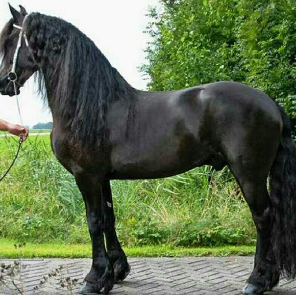 Profile Picture of Nancy Corona (@nanekii) on Poshmark