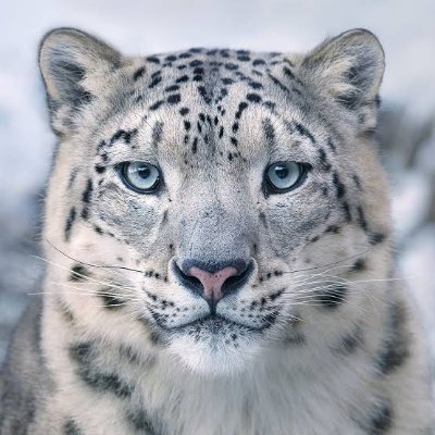 Profile Picture of Amit Lal (@amitlal505) on Twitter