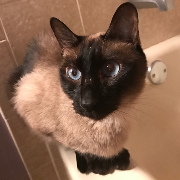 Profile Picture of Khizer Pervez (@ringleader786) on Poshmark