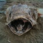 Profile Picture of Neil O'Regan (@oreganneil) on Instagram