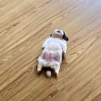 Profile Picture of Nate Beasley (@MoosicYT) on Twitter