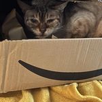 Profile Picture of Laura Kate Beall (@lauraloo321) on Instagram