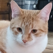 Profile Picture of Forrest Armstrong (@ForrestArmstrong-ol7hg) on Youtube