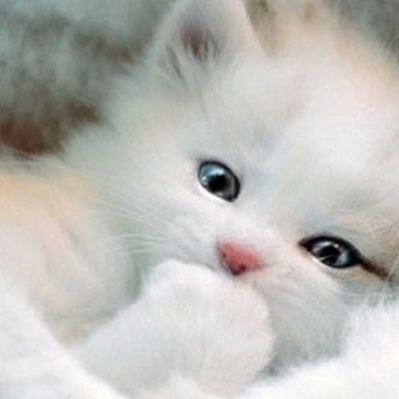 Profile Picture of Christina Belluscio (@toapanta_22) on Poshmark