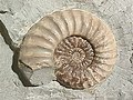 Profile Picture of Ammonitinaon Wikipedia