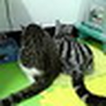 Profile Picture of Eileen Lin(貓小扛) (@eileen lin(貓小扛)) on Flickr