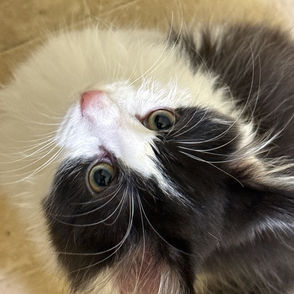 Profile Picture of Lori Wireman (@lori1k) on Poshmark