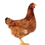 Profile Picture of Kevin Einstein (@memecenter.li) on Instagram