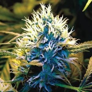 Profile Picture of Joseph Amanini (@anthonytonyquinones) on Myspace