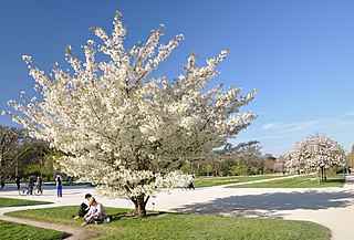 Profile Picture of Cherry blossomon Wikipedia