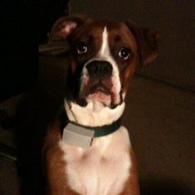 Profile Picture of Robin Blair (@dippie911) on Twitter