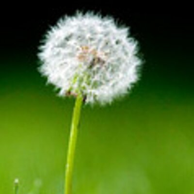 Profile Picture of Kathy Nemec-Lucas (@KathyNemecLucas) on Twitter