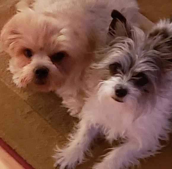 Profile Picture of Rossi Forlenza (@rdr519) on Poshmark