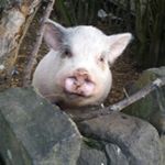 Profile Picture of sam veasey (@ilikesamveasey) on Instagram