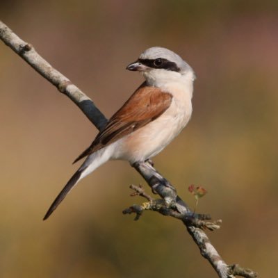 Profile Picture of Chris Matthews (@50CSM) on Twitter