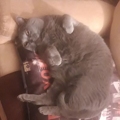 Profile Picture of Leo Cohen (@LeoCohe59856038) on Twitter