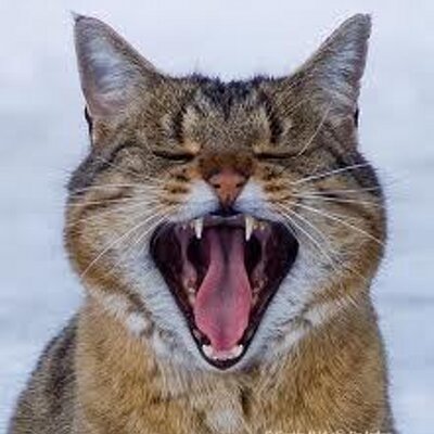 Profile Picture of Andre Keller (@KellerAndre) on Twitter