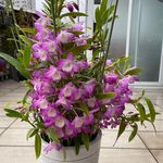 Debbie Kong - Instagram Profile Picture of Debbie Kong (@debbiekongsai) on Instagram