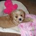 Profile Picture of Baylee Stack (@only4cavapoo) on Pinterest