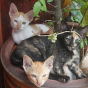 Profile Picture of Christopher Stanley (@stanleychristopher1) on Youtube