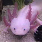 Profile Picture of Axolotls and Others💕 (@axolotlcity) on Instagram