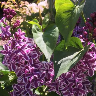 Robert’s Garden Centre - Instagram Profile Picture of Robert’s Garden Centre (@robertsgardencentre) on Instagram