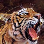 Profile Picture of Calvin Schaefer (@calvinschaefer70) on Instagram