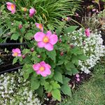 Profile Picture of Nancy Frost (@nancyfrost1968) on Instagram