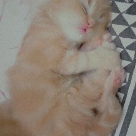 Profile Picture of Sheikh Sadiqa 💗 (@muslimah0016) on Pinterest