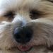 Profile Picture of Melissa Grabanski Johnson (@mghunnyb) on Pinterest