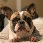 Profile Picture of Louis Young (@louisyoungfrenchie) on Instagram