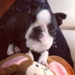 Profile Picture of Bianca 🐾 (@bianca_bostonterrier) on Instagram