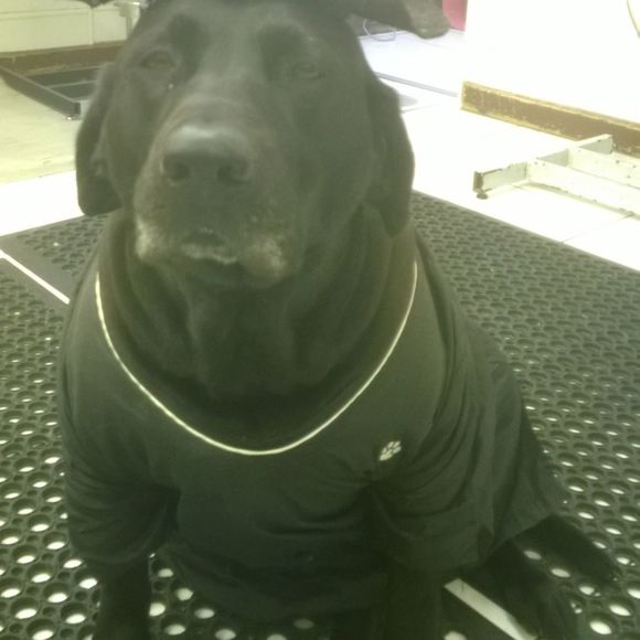 Profile Picture of Karen Pavilonis (@bluebird12345) on Poshmark