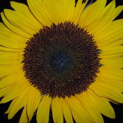 Profile Picture of Joanne Biddle (@buymoreflowers) on Twitter