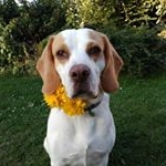 Profile Picture of Danny (@beagle__danny) on Instagram