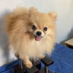 Profile Picture of James Pomeranian StudShooter (@kenrick.dogcage) on Facebook